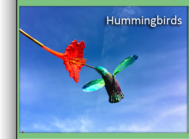 Hummingbirds